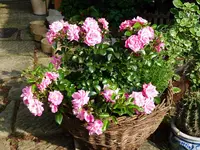 Palmengarten Frankfurt.webp