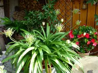 Agapanthus.webp
