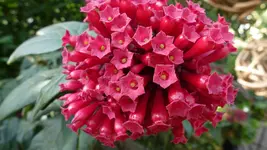 Hamerstrauchblüte.webp