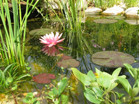 teich am 07.07.webp