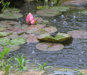 teich am 08.07.webp