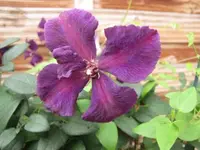 010.webp