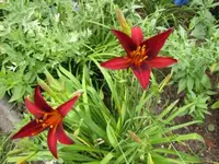 004.webp