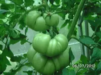 BILD1061.webp