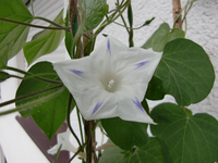 Winde weiß.webp