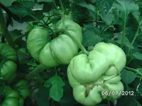 BILD1062.webp