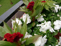 Celosia Hahnenkamm.webp