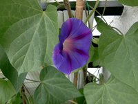 Winde blau.webp