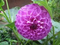 001.webp