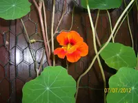 Kapublüte 100_1103 (Large).webp