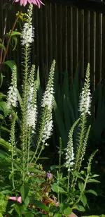 Veronica.webp