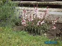 welche Blume.webp