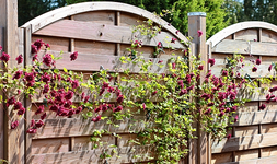 Elena Purpurea2_smaller.webp