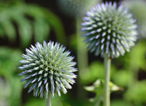 blaue Disteln_smaller.webp