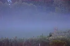 Nebel wabern über den Garten_smaller.webp