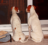 doggy TV2_smaller.webp