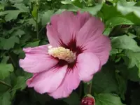 028.webp