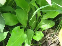 IMG_apple green_1024x768.webp