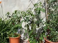 Bild 382.webp