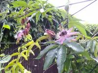 IMGP5378.webp