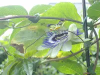 IMGP5380.webp
