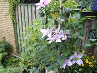 IMGP5393.webp