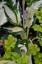 DSC_0016.webp