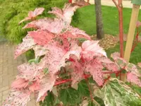 233.webp