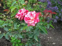 IMG_4469.webp