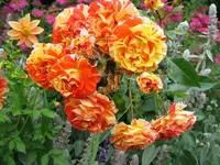 IMG_4476.webp