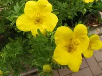 228.webp