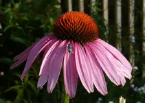 SonnenhutA.webp