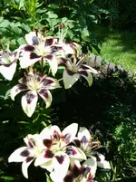 Foto0301.webp