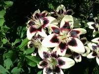 Foto0299.webp