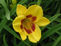 IMG_gelb rüschen falsch_1024x768.webp