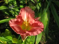IMG_joyful ocasions_1024x768.webp
