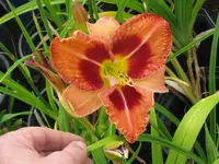 IMG_juanitas picotee delight_1024x768.webp