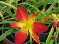 IMG_open hearth1_1024x768.webp