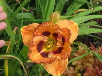 IMG_pumkie pie spice x unbekannt_1024x768.webp