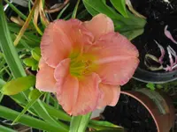 IMG_sil.double classic_1024x768.webp