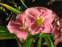 IMG_sil.new tag_1024x768.webp