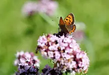 IMG_1252.webp