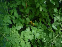 DSC01224.webp