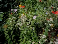 DSC02975 - 2012-07-09 - storchi - moschus - dost - mohn.webp