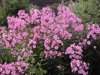 DSC02970 - 2012-07-09 - phlox.webp
