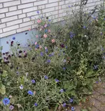 DSC02967 - 2012-07-09 - kornblumen.webp