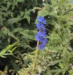 DSC02965 - 2012-07-09 - feldrittersporn.webp