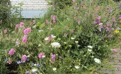 DSC02964 - 2012-07-09 - staudenbeet vorn.webp