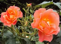 DSC02963 - 2012-07-09 - rose vorn.webp