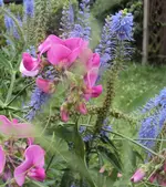 DSC02959 - 2012-07-09 - ehrenpreis - wicke rosa.webp